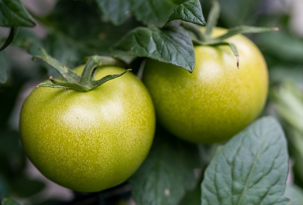 Idées de recettes : confiture tomates vertes !